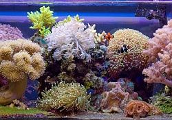 Морские с мягкими кораллами