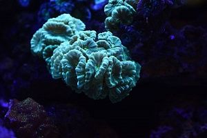 Купить аквариум с кораллами в Москве - фото 5